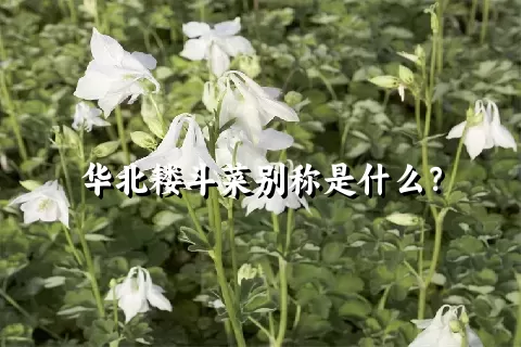 华北耧斗菜别称是什么？