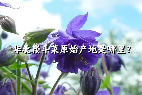 华北耧斗菜原始产地是哪里？