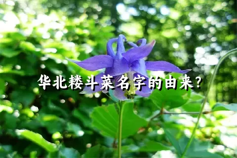 华北耧斗菜名字的由来？
