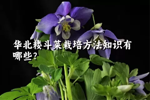 华北耧斗菜栽培方法知识有哪些？
