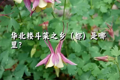 华北耧斗菜之乡（都）是哪里？
