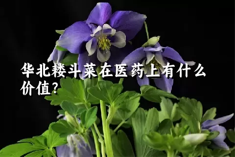 华北耧斗菜在医药上有什么价值？