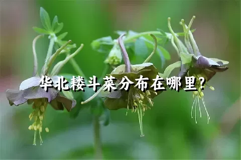 华北耧斗菜分布在哪里?