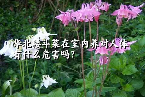 华北耧斗菜在室内养对人体有什么危害吗？