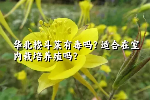 华北耧斗菜有毒吗？适合在室内栽培养殖吗？