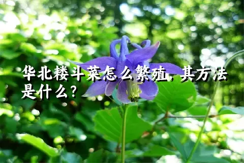 华北耧斗菜怎么繁殖，其方法是什么？