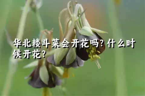 华北耧斗菜会开花吗？什么时候开花？