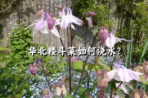 华北耧斗菜如何浇水？