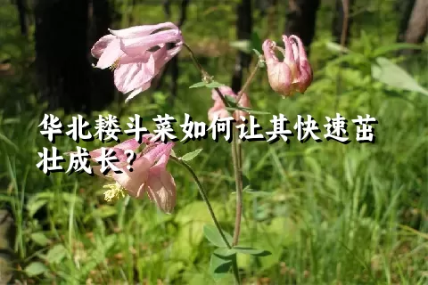 华北耧斗菜如何让其快速茁壮成长？