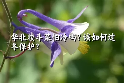 华北耧斗菜怕冷吗？该如何过冬保护？