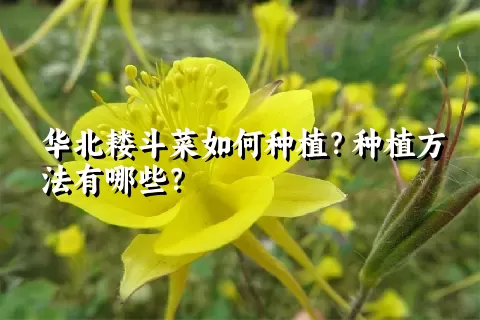 华北耧斗菜如何种植？种植方法有哪些？