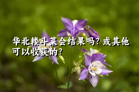 华北耧斗菜会结果吗？或其他可以收获的？