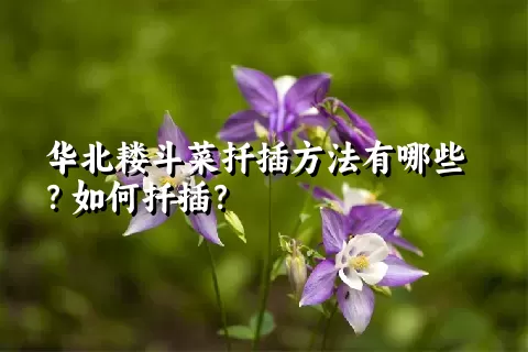 华北耧斗菜扦插方法有哪些？如何扦插？