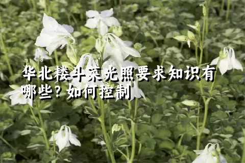 华北耧斗菜光照要求知识有哪些？如何控制