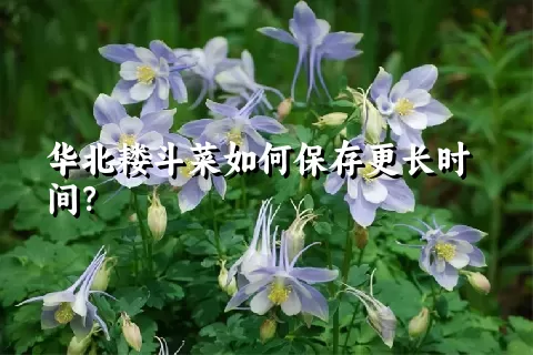 华北耧斗菜如何保存更长时间？