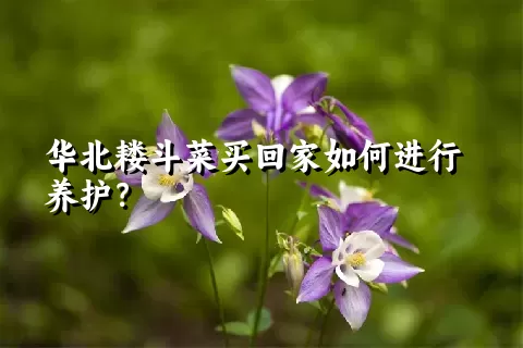 华北耧斗菜买回家如何进行养护？