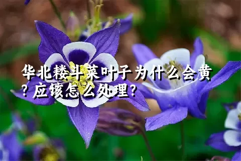 华北耧斗菜叶子为什么会黄？应该怎么处理？