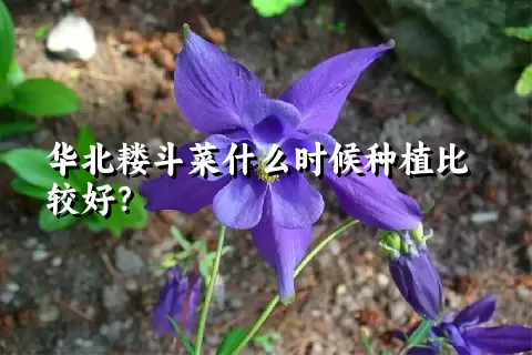 华北耧斗菜什么时候种植比较好？