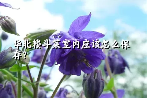 华北耧斗菜室内应该怎么保存？