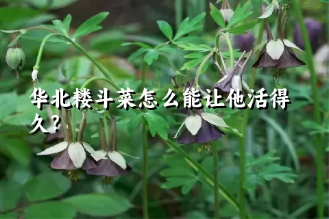 华北耧斗菜怎么能让他活得久？