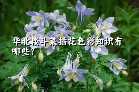华北耧斗菜插花色彩知识有哪些？