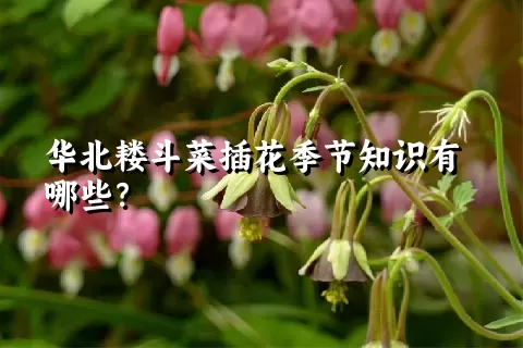 华北耧斗菜插花季节知识有哪些？