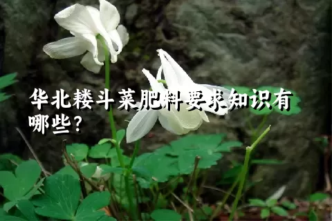 华北耧斗菜肥料要求知识有哪些？