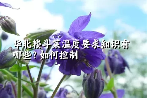 华北耧斗菜温度要求知识有哪些？如何控制