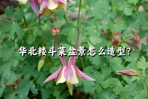 华北耧斗菜盆景怎么造型？