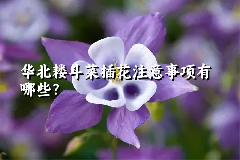 华北耧斗菜插花注意事项有哪些？