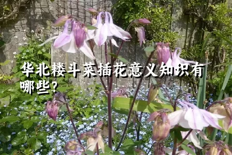 华北耧斗菜插花意义知识有哪些？