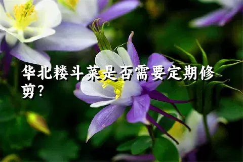 华北耧斗菜是否需要定期修剪？