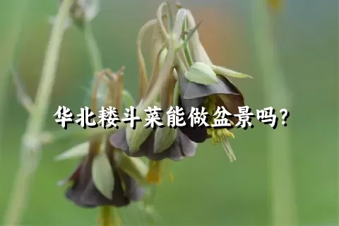 华北耧斗菜能做盆景吗？