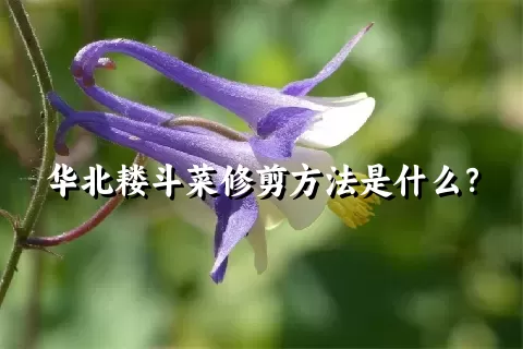 华北耧斗菜修剪方法是什么？