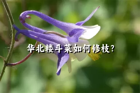 华北耧斗菜如何修枝？