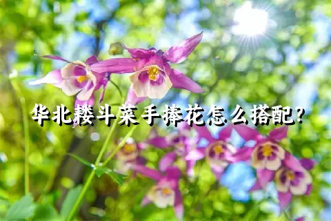 华北耧斗菜手捧花怎么搭配？