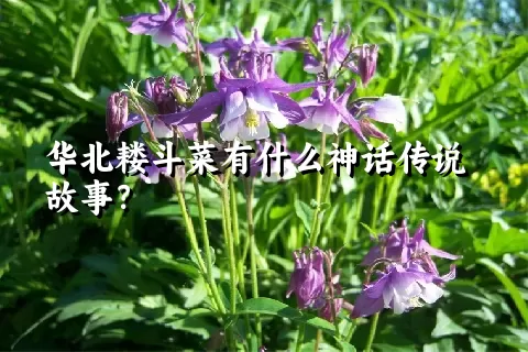 华北耧斗菜有什么神话传说故事？