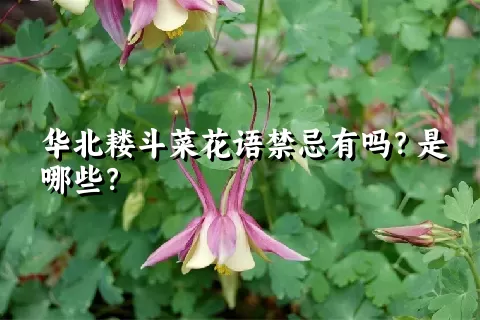 华北耧斗菜花语禁忌有吗？是哪些？