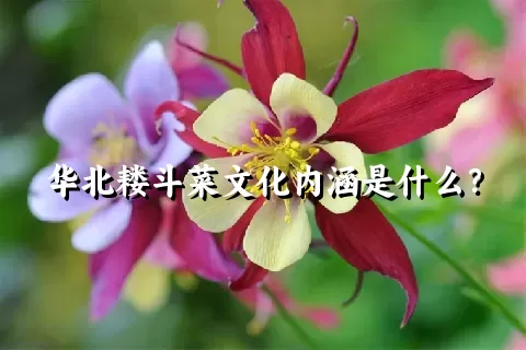 华北耧斗菜文化内涵是什么？