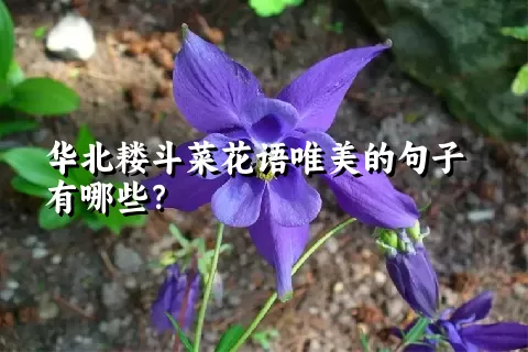 华北耧斗菜花语唯美的句子有哪些？