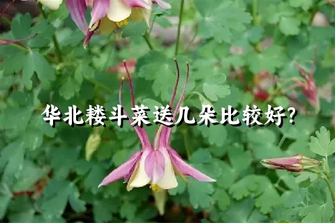 华北耧斗菜送几朵比较好？