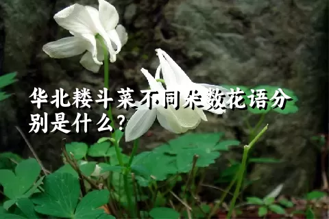 华北耧斗菜不同朵数花语分别是什么？