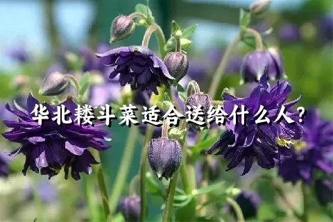 华北耧斗菜适合送给什么人？