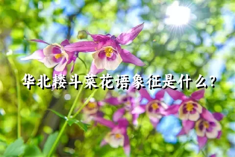 华北耧斗菜花语象征是什么？