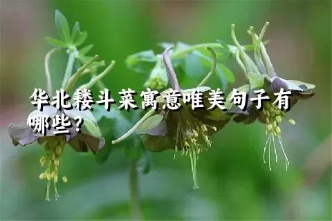 华北耧斗菜寓意唯美句子有哪些？