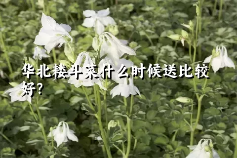 华北耧斗菜什么时候送比较好？