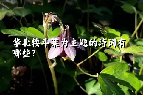 华北耧斗菜为主题的诗词有哪些？