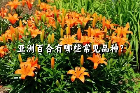 亚洲百合有哪些常见品种？