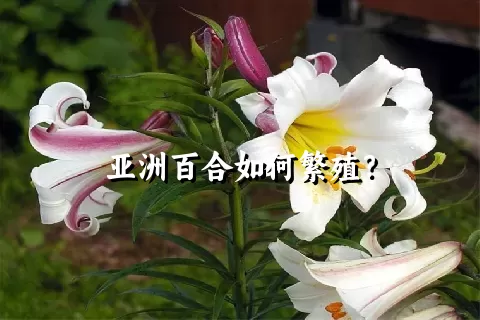 亚洲百合如何繁殖？