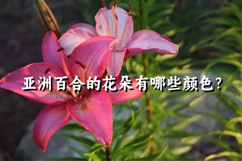 亚洲百合的花朵有哪些颜色？